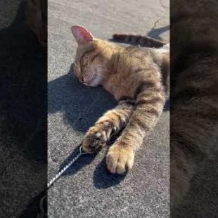 Tabby cat who fell into deep sleep never wants to wake up #shorts #catshorts #cat #cats #cute