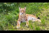 РЫСЬ ТРАВМИРОВАЛАСЬ / Вредна ли трава кошкам?