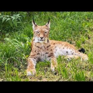 РЫСЬ ТРАВМИРОВАЛАСЬ / Вредна ли трава кошкам?