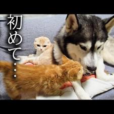 子猫が朝だと勘違いして深夜に犬と先住猫を起こした結果こうなりました...