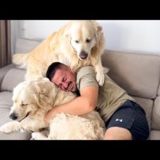 Golden Retriever Refuses to share his Owner with another Dog [TRY NOT TO LAUGH]