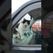 猫島に着いてフェリーを降りると港に駐車中の車の中から猫が挨拶してきた  #ImpressedCatVideo #catisland #猫