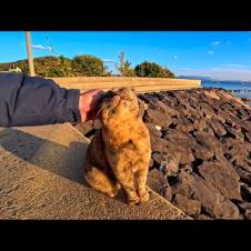 夕暮れの防波堤で出会った猫ちゃん、近づくと撫でてほしくてそっと寄ってきた瞬間が尊い