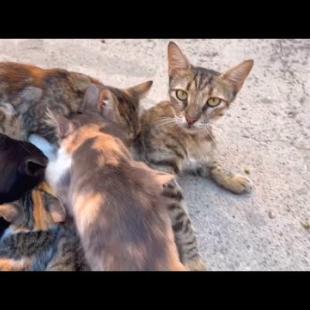 Hungry kittens are forced to drink milk from mother cat