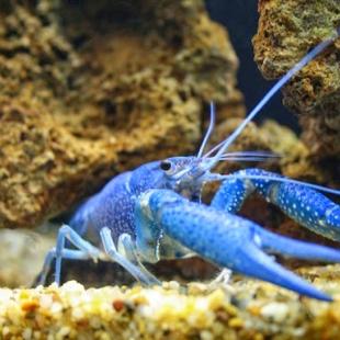 Blue Lobster