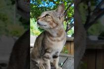 もはや天国…?入場料無料の「路上ねこカフェ」が癒やし効果MAXだった件