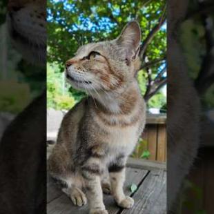 もはや天国…？入場料無料の「路上ねこカフェ」が癒やし効果MAXだった件