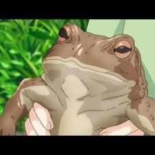 Fatty the Frog - Non Non Biyori Nonstop