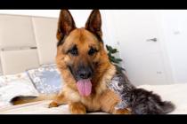 Tiny Kitten Shows Love to Giant German Shepherd — The Sweetest Friendship Ever! 🐱❤️🐶