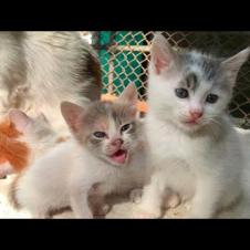 Cute kittens are homeless but so happy! Everyone who watches will fall in love