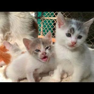 Cute kittens are homeless but so happy! Everyone who watches will fall in love