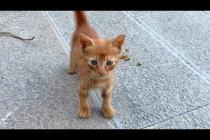 Never-ending Fun! 🐱💕 Kittens Wrestle, Jump, Talk