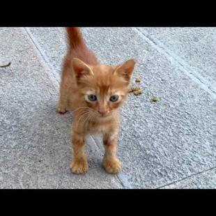 Never-ending Fun! 🐱💕 Kittens Wrestle, Jump, Talk