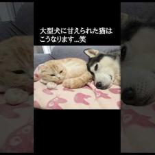 大型犬に甘えられた猫はこうなります...笑#shorts