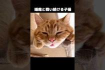 睡魔と戦い続ける子猫がかわいい...#shorts