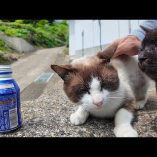 猫島中を歩き回って疲れたので自販機でコーヒー買って休憩した