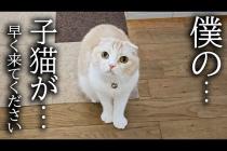 猫がニャーニャー騒ぐのでついて行くと...