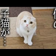 猫がニャーニャー騒ぐのでついて行くと...