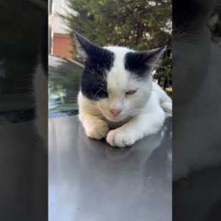 🚗🐱 "The Roof of the Car Is My Kingdom! The Most Comfortable Place to Sleep 😹#short #kitten #cat