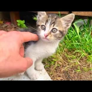 I also join in the games of cute homeless kittens