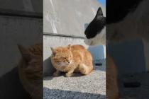 ケンカする猫たちにちゅーるをやってきた #ImpressedCatVideo #catisland #猫