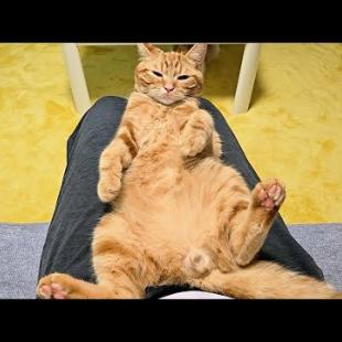 0歳の子猫を本気で叱ったらこうなっちゃいました...