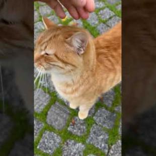 😻😼 The Differences in Personalities Among Street Cats Were So Hilarious! #shorts #cat #cute