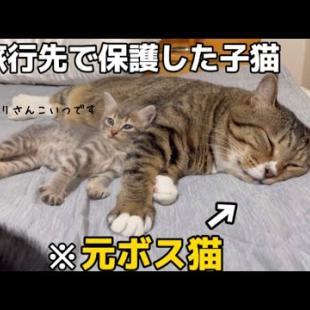 子猫を元ボス猫に会わせてみたら隙あらばボディタッチをするただの変態おじさんでした