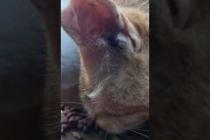 猫島の小学校、給食の時間です