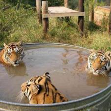 호랑이 목욕탕