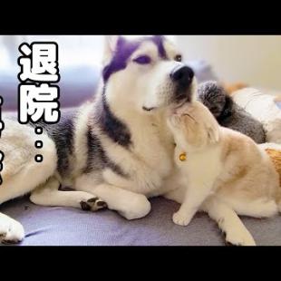 退院した子猫とハスキー犬達が再会したら嬉しすぎてこうなりました…