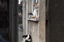 Street cats of all sizes lined up in front of the window #shorts #catshorts #cat #cats #kitten