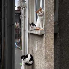 Street cats of all sizes lined up in front of the window #shorts #catshorts #cat #cats #kitten