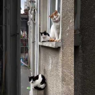Street cats of all sizes lined up in front of the window #shorts #catshorts #cat #cats #kitten