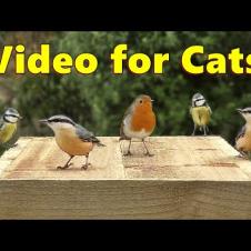 Videos for Cats to Watch ~ The Prettiest Birds
