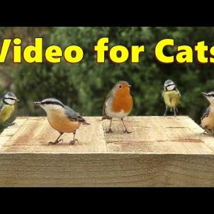 Videos for Cats to Watch ~ The Prettiest Birds