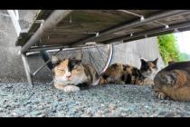 猫島の通りでリアカーの下で休む猫をナデナデしてきた