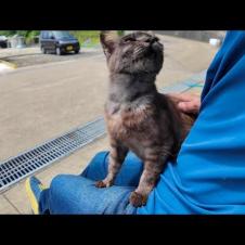 猫島の港の猫ちゃん、暑くてもすぐに膝の上に乗ってくる