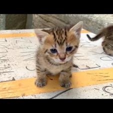 😻Orphaned Puppies Reunited with Their Mother! The Moment of Reunion Will Bring Tears to Your Eyes 😢💕