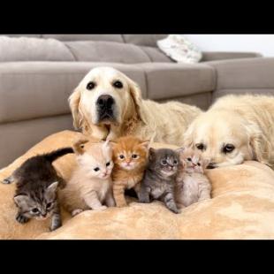 What do Golden Retrievers do when Kittens occupying the dog bed