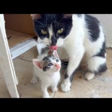 😹 When the Kitten Refuses to Take a Bath... The Mother Cat Goes Crazy! 🧼