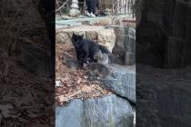 🐱 Black cat's cute grey furry kittens will warm your heart .. 💕🐾#shorts #kitten #cat #catlove #cute