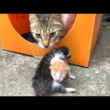 Tiny hungry kittens meet their heart-warming mother