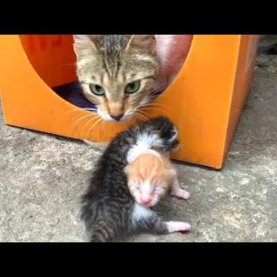 Tiny hungry kittens meet their heart-warming mother