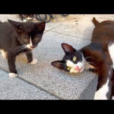 Young mother cat loves to play games like her kittens, playful cats
