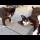 Young mother cat loves to play games like her kittens, playful cats