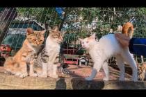 保護猫公園の猫たち、みんな自分から撫でられにくる甘えん坊で可愛すぎた!