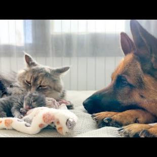 German Shepherd Refuses to Leave Mom Cat and Newborn Kittens Alone