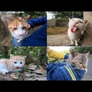 【TOP10】感動猫動画5月の再生数ランキングトップ10