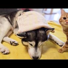 この猛暑でハスキー犬が熱中症に...
